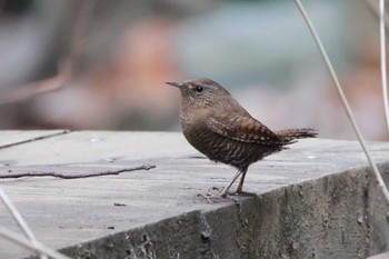 Eurasian Wren 埼玉県 Sun, 1/15/2023