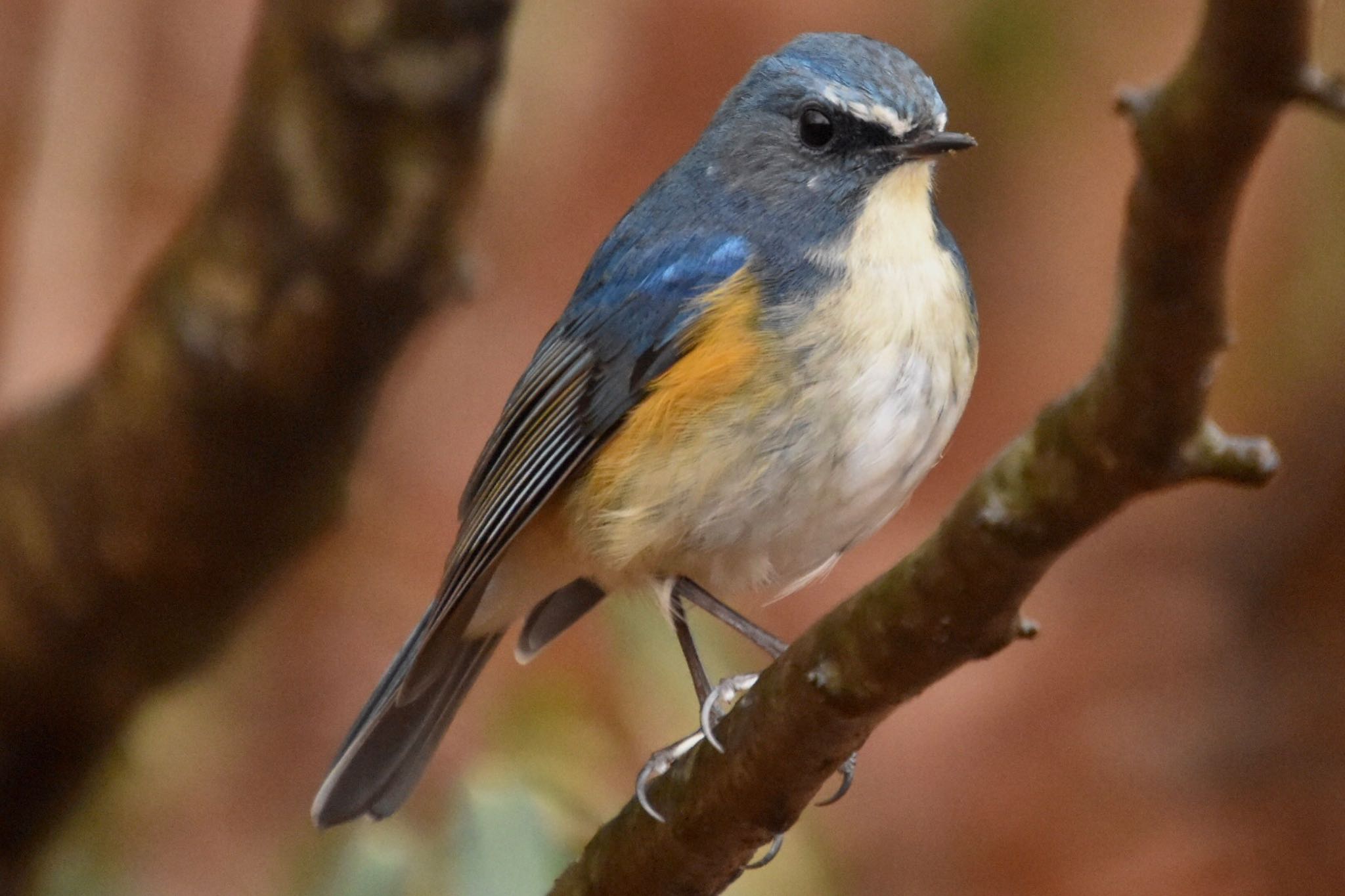 Red-flanked Bluetail