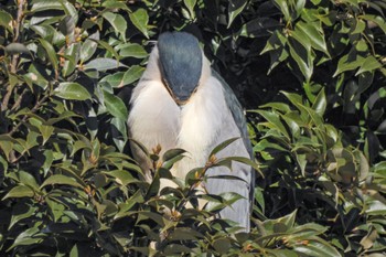 2023年1月7日(土) 和田堀公園の野鳥観察記録