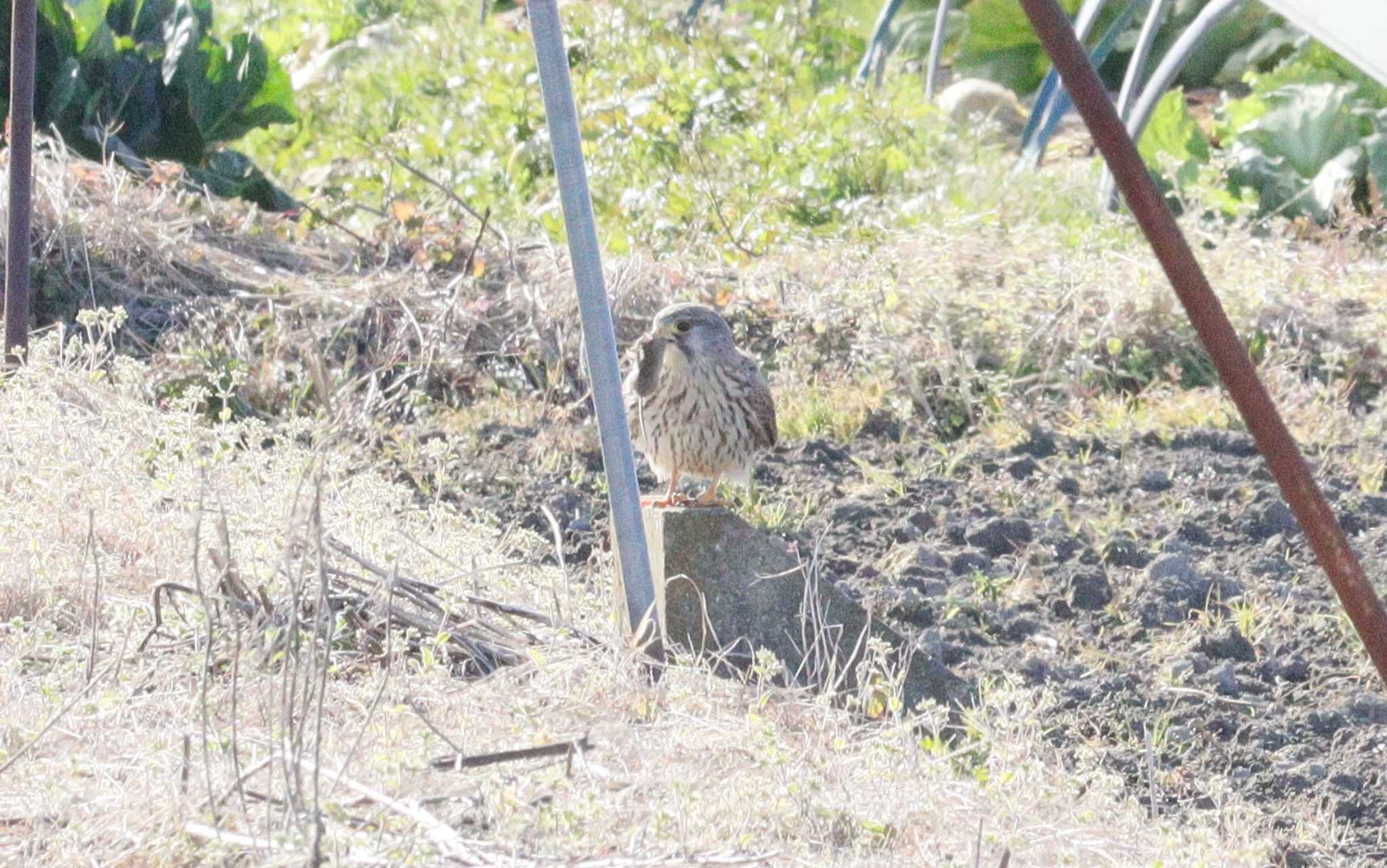 2023年1月17日(火) 鍋田干拓地の野鳥観察記録 by ぴーたま・まる | ZooPicker