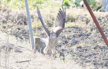 コチョウゲンボウ 鍋田干拓地 2023年1月17日(火)