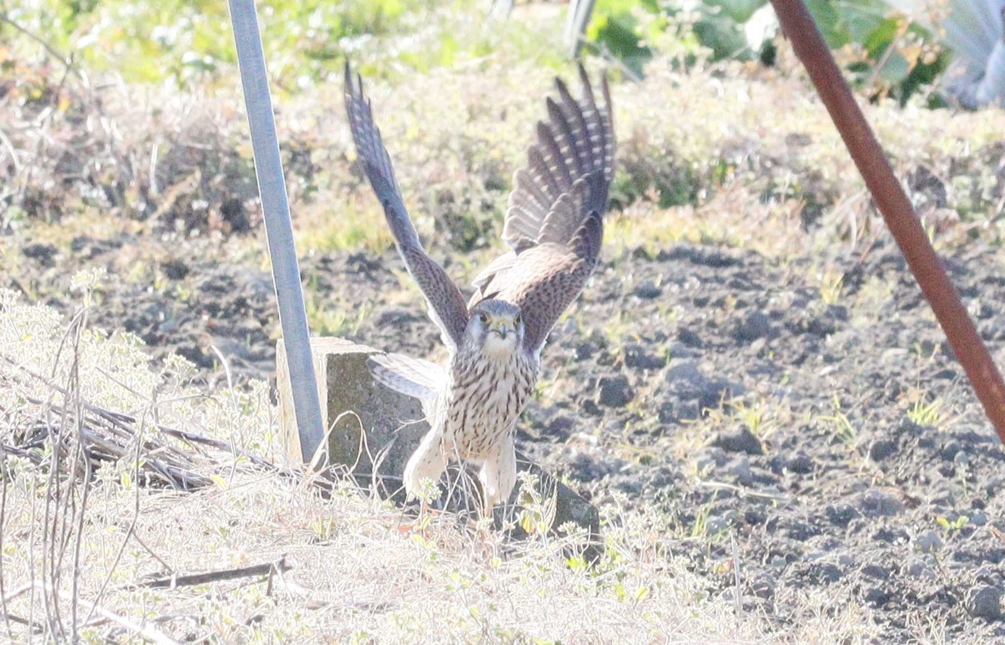 飛びます！飛びます！