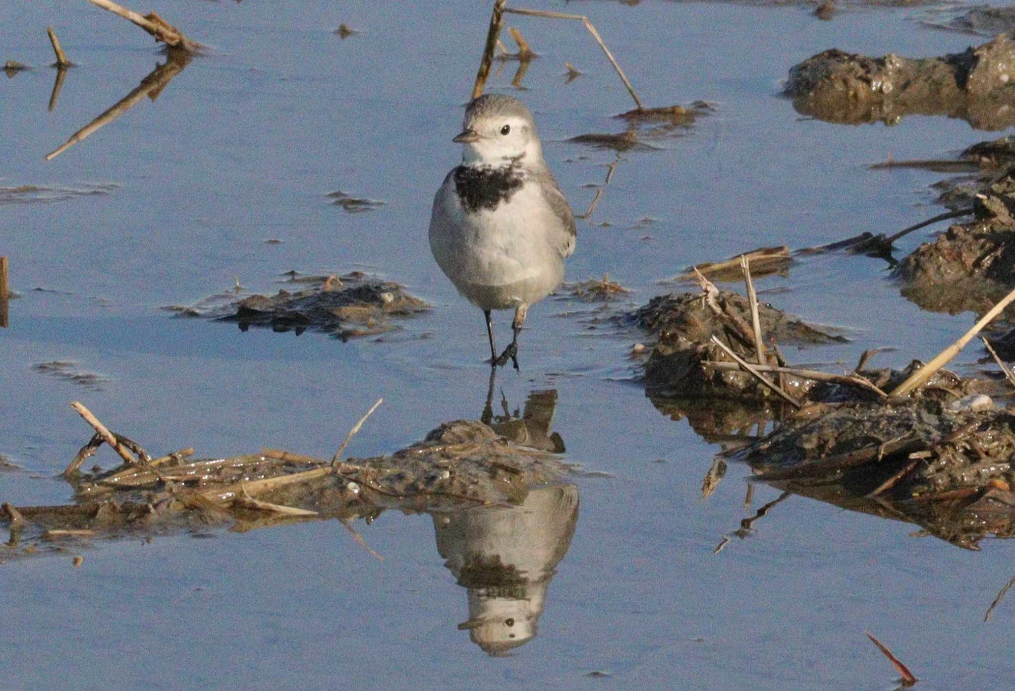 2023年1月17日(火) 鍋田干拓地の野鳥観察記録 by ぴーたま・まる | ZooPicker