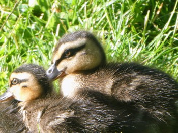 Pacific Black Duck Royal Tasmanian Botanic Gardens(Hobart) Sun, 1/8/2023