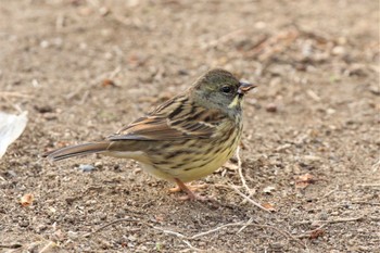 Masked Bunting 兵庫県芦屋市 Wed, 1/11/2023