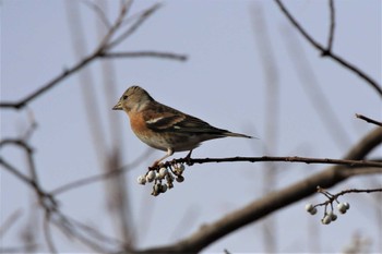 Brambling 兵庫県芦屋市 Wed, 1/11/2023