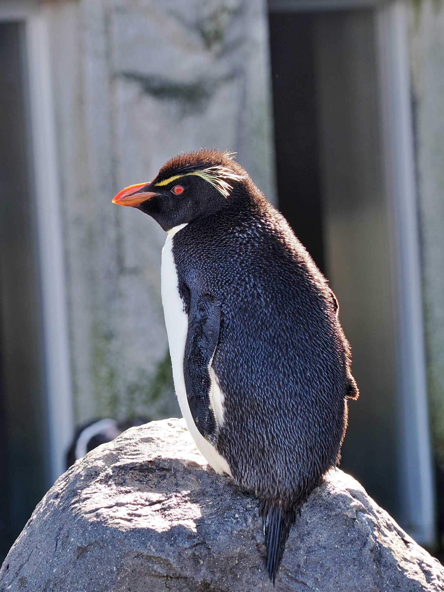 旭川市 イワトビペンギンの写真 by 藤原奏冥