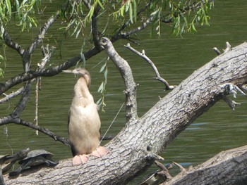 Australasian Darter Centennial Park (Sydney) Tue, 1/10/2023