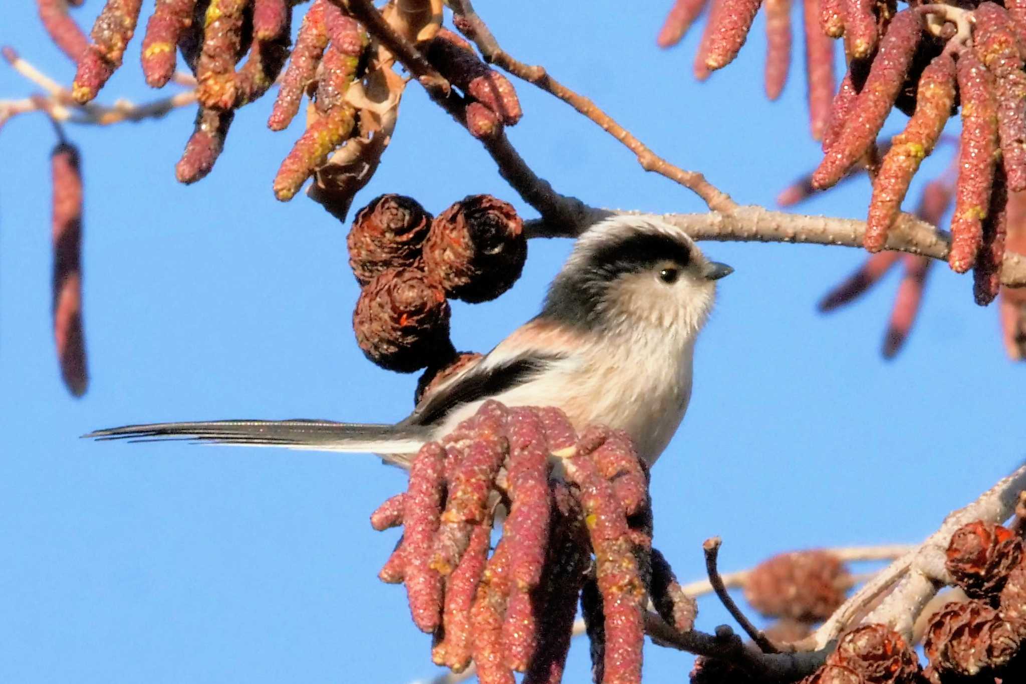 Long-tailed Tit