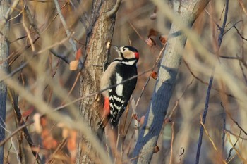 Great Spotted Woodpecker 勅使池(豊明市) Wed, 1/18/2023