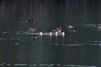 オナガガモ 長浜公園 2023年1月18日(水)