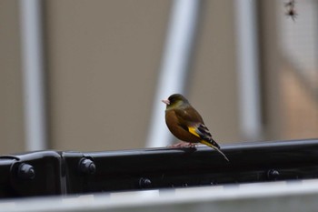 カワラヒワ 長浜公園 2023年1月18日(水)