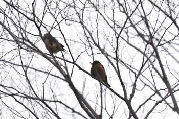 カワラヒワ 長浜公園 2023年1月18日(水)