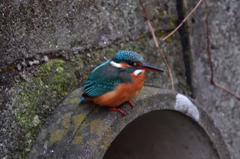 カワセミ 長浜公園 2023年1月18日(水)