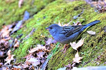 Grey Bunting 八溝県民休養公園 Sun, 1/8/2023