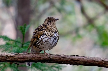 White's Thrush 埼玉県飯能市 Tue, 1/17/2023