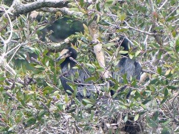 Little Pied Cormorant Centennial Park (Sydney) Tue, 1/10/2023