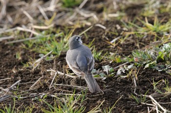 White Wagtail 玉川(厚木市) Wed, 1/18/2023