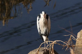 Grey Heron 厚木市 Wed, 1/18/2023