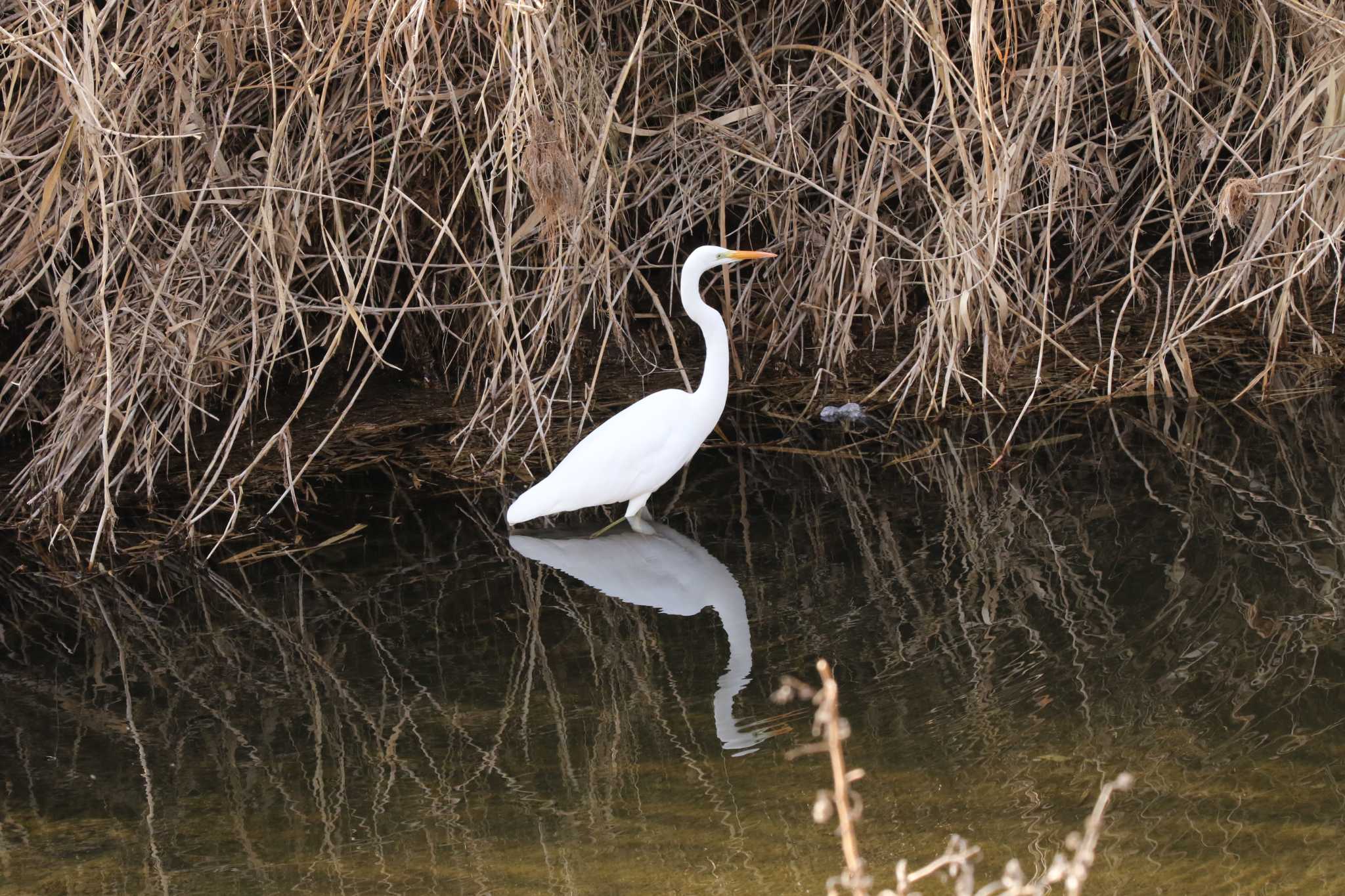 Photo of Great Egret at 玉川(厚木市) by Tak4628