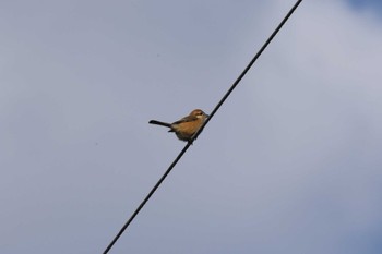 Bull-headed Shrike 玉川(厚木市) Wed, 1/18/2023