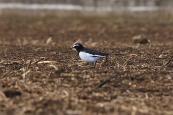 Japanese Wagtail 玉川(厚木市) Wed, 1/18/2023