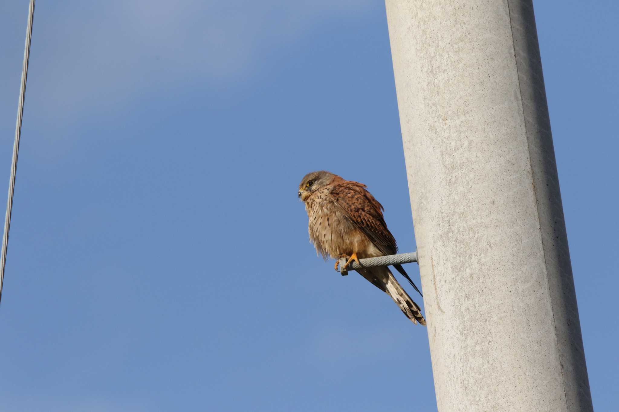 Common Kestrel