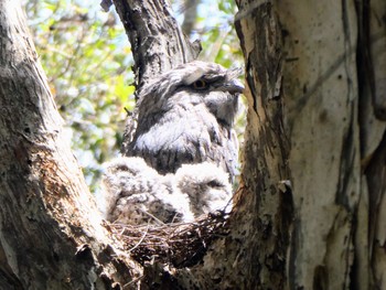 Tawny Frogmouth Centennial Park (Sydney) Tue, 1/10/2023