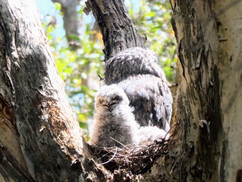 Tawny Frogmouth Centennial Park (Sydney) Tue, 1/10/2023