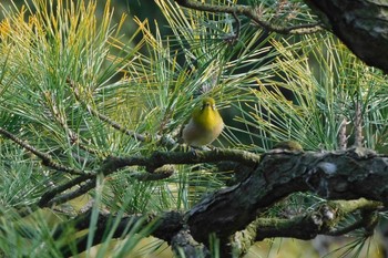 Warbling White-eye 栗林公園 Sun, 1/8/2023