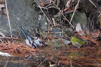 Long-tailed Tit 栗林公園 Sun, 1/8/2023