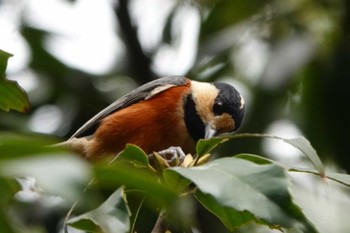 ヤマガラ 大阪南港野鳥園 2023年1月18日(水)