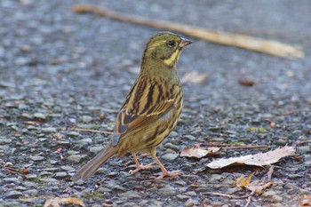 2023年1月18日(水) じゅん菜池緑地(千葉県)の野鳥観察記録