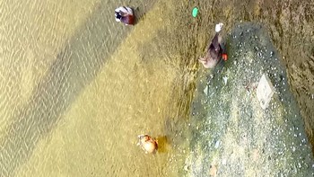 Eastern Spot-billed Duck 大阪市平野区 平野川 Sun, 4/1/2018