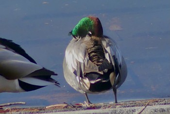 2023年1月17日(火) 狭山湖の野鳥観察記録