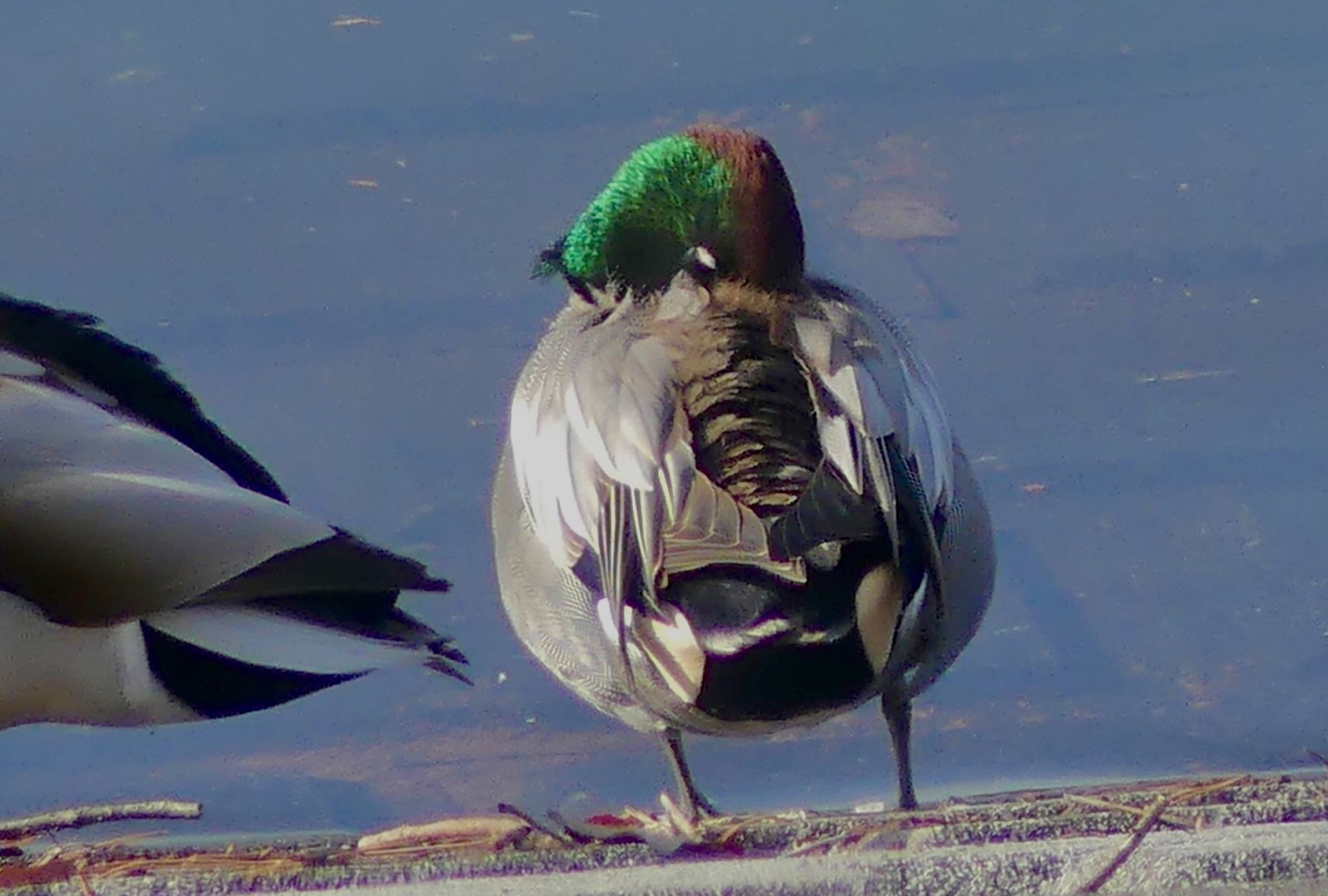 Falcated Duck