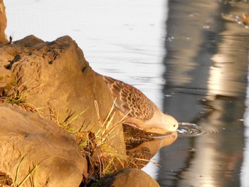 2023年1月18日(水) 平和の森公園、妙正寺川の野鳥観察記録