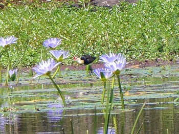 Comb-crested Jacana Mcpherson Swamp, Tuggerah, NSW, Australia Sun, 1/15/2023