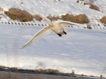 Whooper Swan 帯広川・札内川合流点親水公園 Mon, 12/26/2022