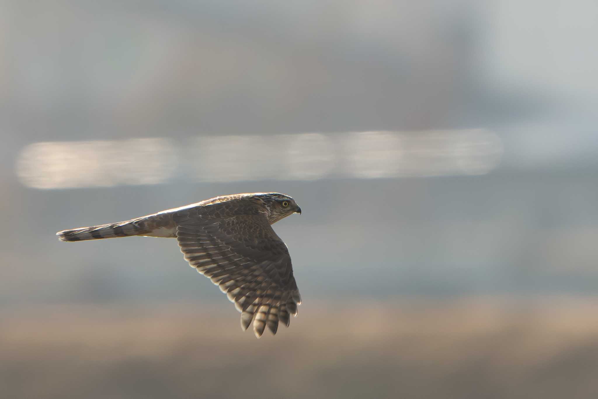 Eurasian Sparrowhawk