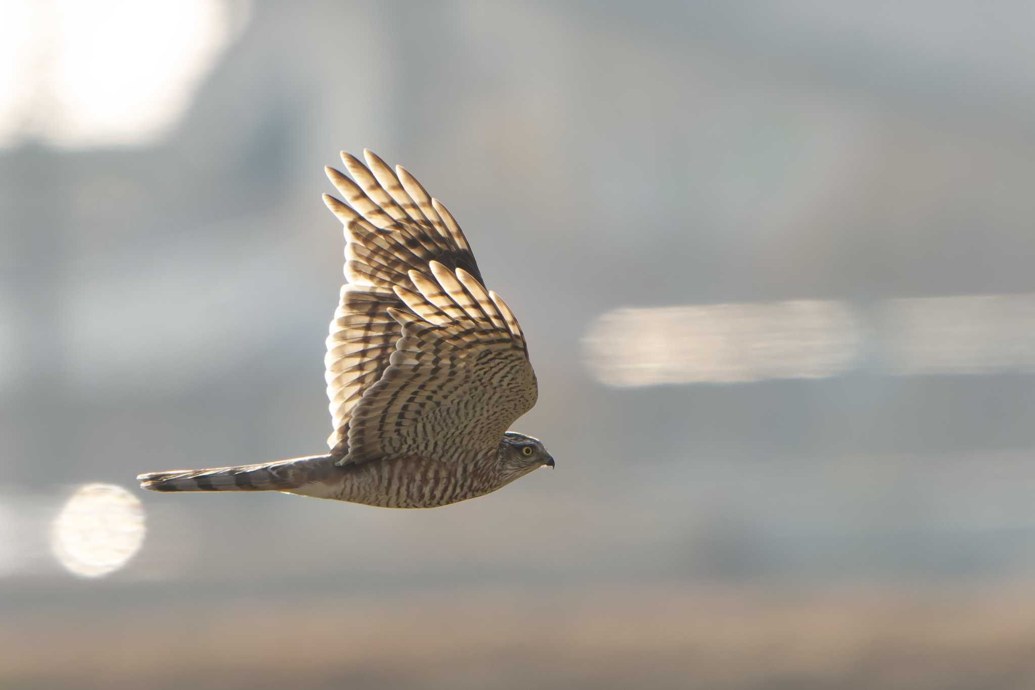 Eurasian Sparrowhawk