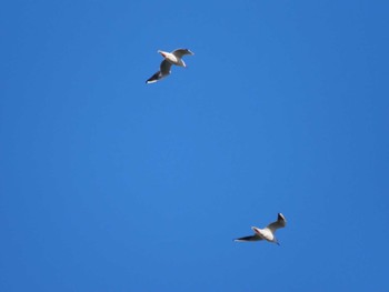 ユリカモメ 武庫川 2023年1月3日(火)