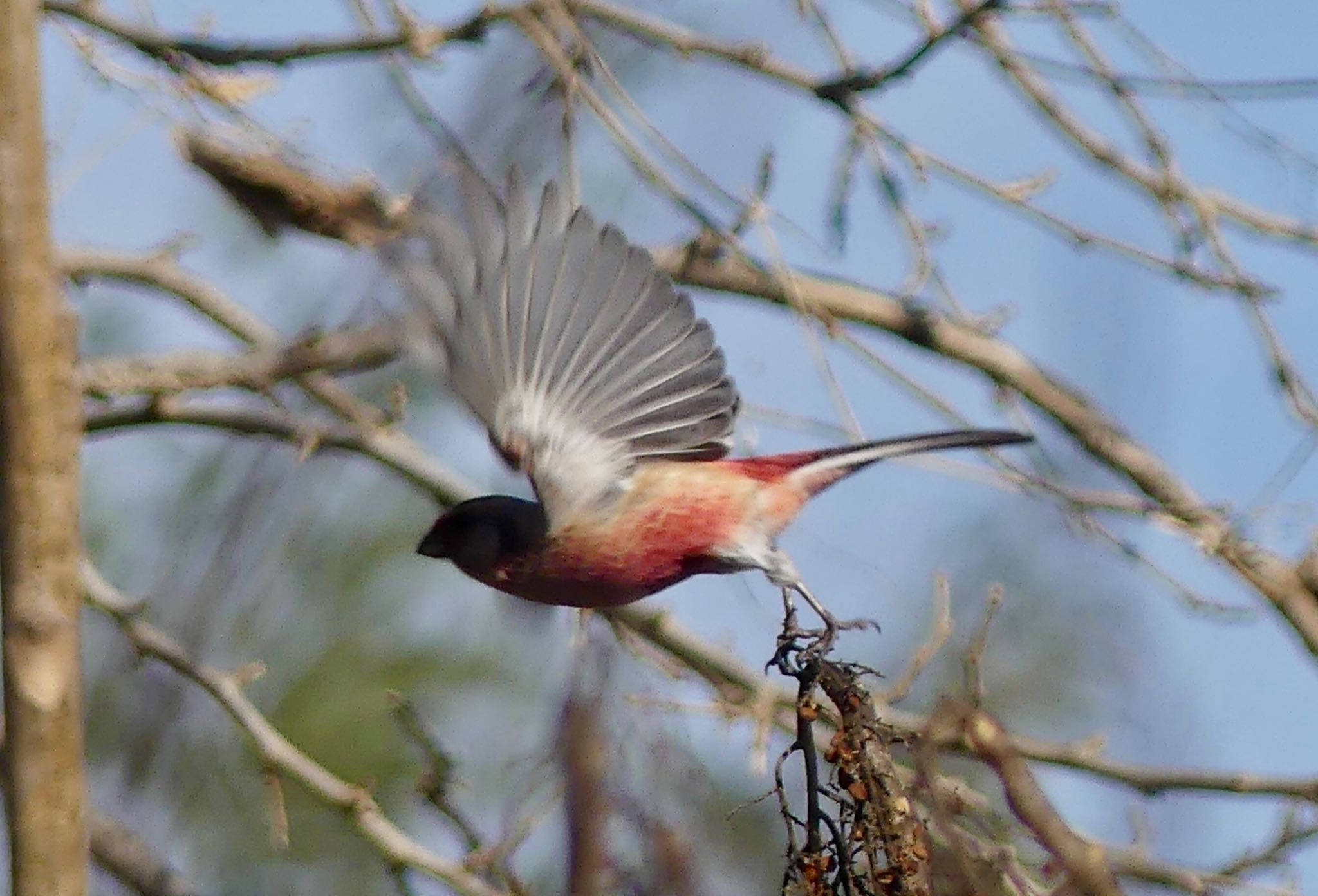 Siberian Long-tailed Rosefinch