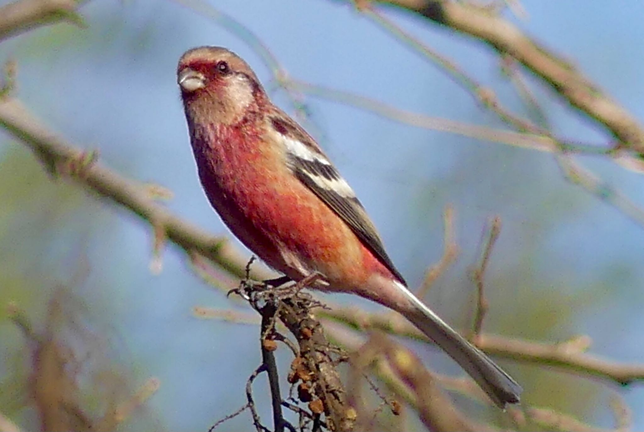 Siberian Long-tailed Rosefinch