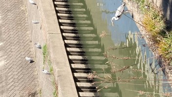 Grey Heron 大阪市生野区 平野川 Tue, 3/6/2018