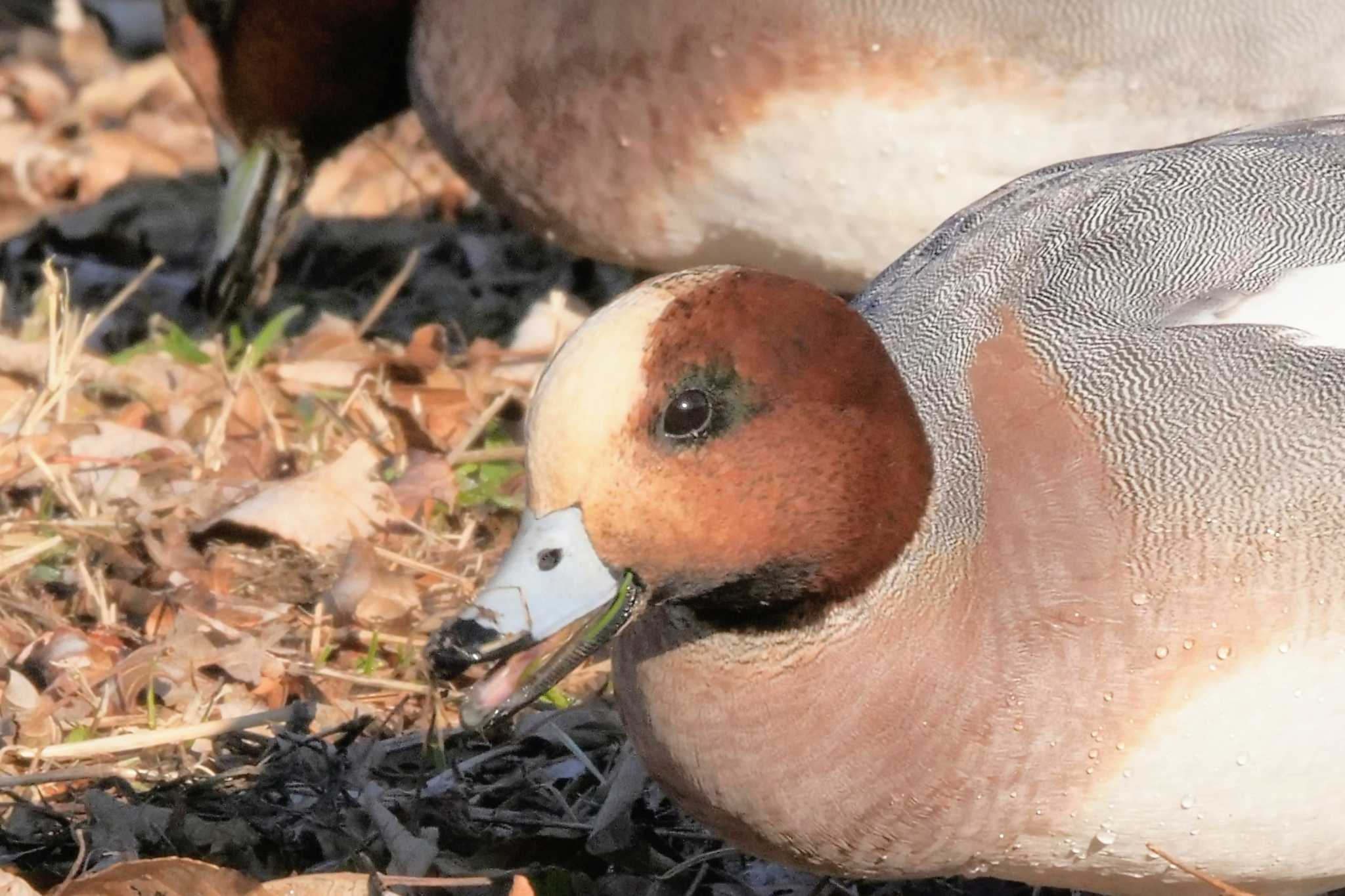 Eurasian Wigeon