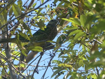 ネコドリ Ourimbah, NSW, Australia 2023年1月15日(日)