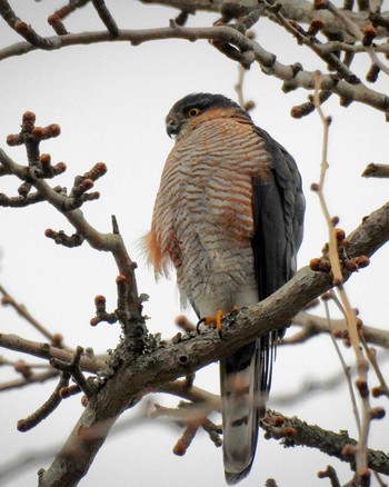 Eurasian Sparrowhawk Nara Park Wed, 1/18/2023