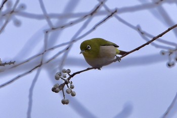 メジロ 静岡県立森林公園 2023年1月15日(日)