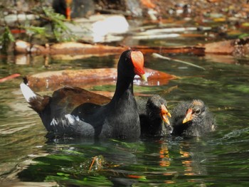 アメリカバン Lake Eola Park Mon, 6/27/2022